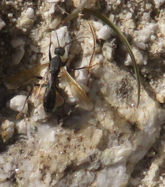 Swarming flying ant